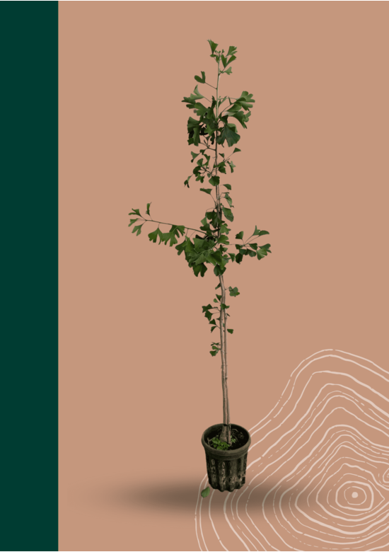 Ginkgobaum - Fächerblattbaum | Ginkgo biloba