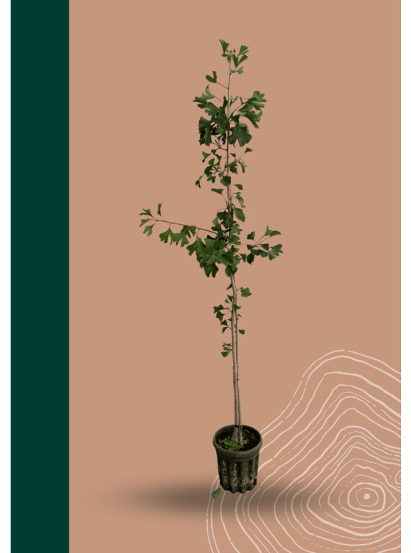 Ginkgobaum - Fächerblattbaum | Ginkgo biloba Ginkgobaum - Fächerblattbaum | Ginkgo biloba