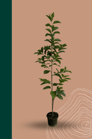 Kleiner Schneeglöckchenbaum | Halesia carolina Kleiner Schneeglöckchenbaum | Halesia carolina