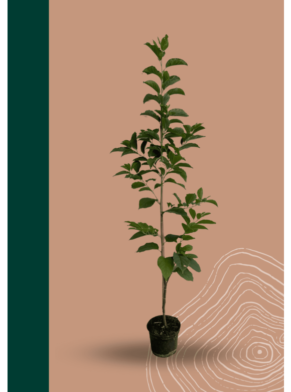 Kleiner Schneeglöckchenbaum | Halesia carolina Kleiner Schneeglöckchenbaum | Halesia carolina