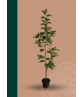 Kleiner Schneeglöckchenbaum | Halesia carolina Kleiner Schneeglöckchenbaum | Halesia carolina