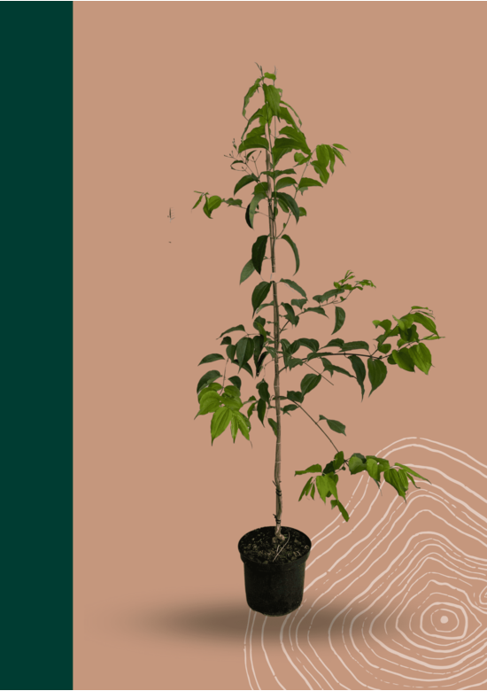 Sieben-Söhne-des-Himmels Baum | Heptacodium miconioides