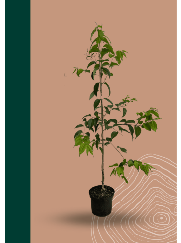Sieben-Söhne-des-Himmels Baum | Heptacodium miconioides Sieben-Söhne-des-Himmels Baum | Heptacodium miconioides