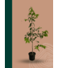 Sieben-Söhne-des-Himmels Baum | Heptacodium miconioides