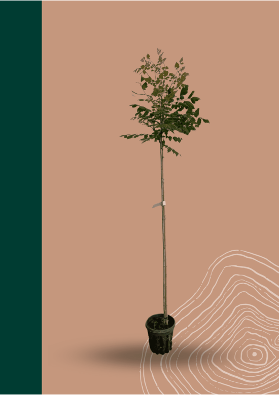 Kleiner Blasenbaum | Koelreuteria paniculata Kleiner Blasenbaum | Koelreuteria paniculata