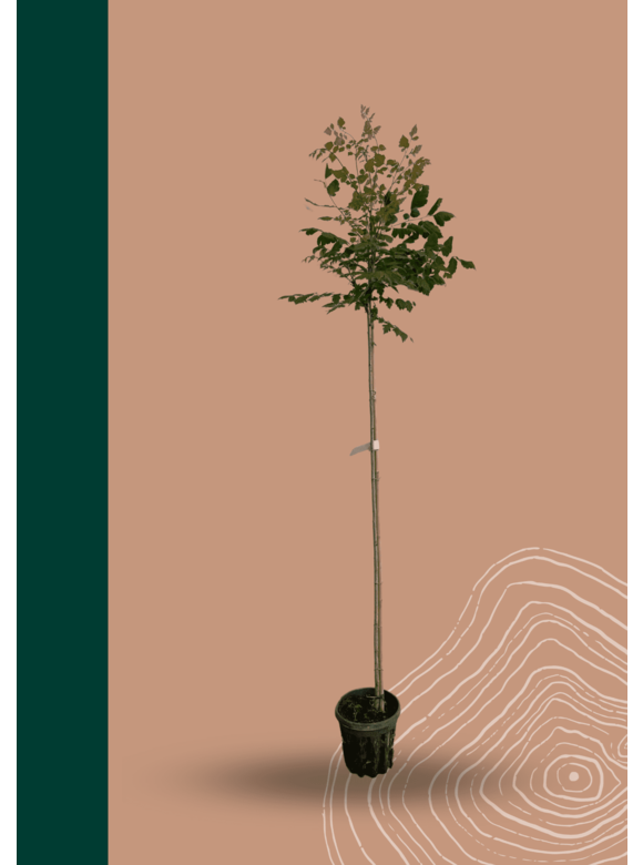 Kleiner Blasenbaum | Koelreuteria paniculata Kleiner Blasenbaum | Koelreuteria paniculata