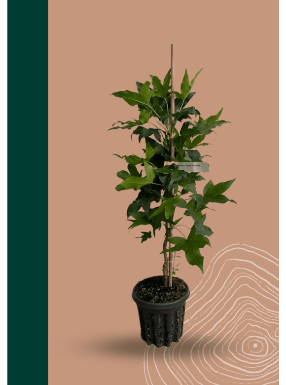 Kleiner Säulen-Amberbaum 'Slender Silhouette' | Liquidambar styraciflua 'Slender Silhouette' Kleiner Säulen-Amberbaum 'Slender Silhouette' | Liquidambar styraciflua 'Slender Silhouette'