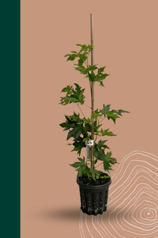Kleiner Amberbaum 'Worplesdon' | Liquidambar styraciflua 'Worplesdon' Kleiner Amberbaum 'Worplesdon' | Liquidambar styraciflua 'Worplesdon'