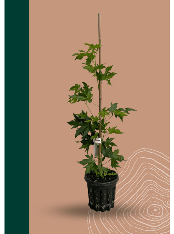 Amberbaum 'Worplesdon' | Liquidambar styraciflua 'Worplesdon' Amberbaum 'Worplesdon' | Liquidambar styraciflua 'Worplesdon'