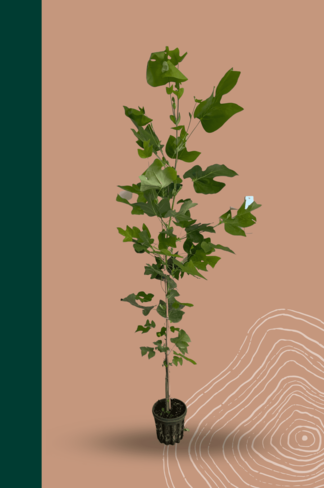 Kleiner Amerikanischer Tulpenbaum | Liriodendron tulipifera Kleiner Amerikanischer Tulpenbaum | Liriodendron tulipifera