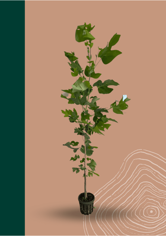 Kleiner Amerikanischer Tulpenbaum | Liriodendron tulipifera