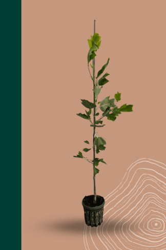 Kleiner Goldgelber Tulpenbaum 'Aureomarginatum' | Liriodendron tulipifera 'Aureomarginatum' Kleiner Goldgelber Tulpenbaum 'Aureomarginatum' | Liriodendron tulipifera 'Aureomarginatum'