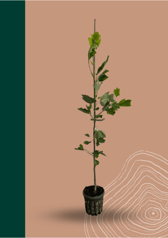 Kleiner Goldgelber Tulpenbaum 'Aureomarginatum' | Liriodendron tulipifera 'Aureomarginatum' Kleiner Goldgelber Tulpenbaum 'Aureomarginatum' | Liriodendron tulipifera 'Aureomarginatum'