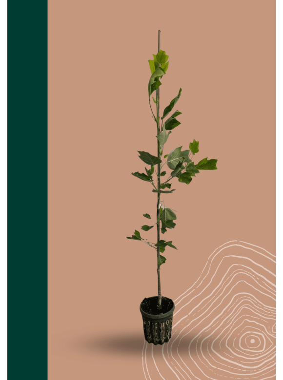 Kleiner Goldgelber Tulpenbaum 'Aureomarginatum' | Liriodendron tulipifera 'Aureomarginatum' Kleiner Goldgelber Tulpenbaum 'Aureomarginatum' | Liriodendron tulipifera 'Aureomarginatum'