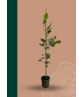 Kleiner Goldgelber Tulpenbaum 'Aureomarginatum' | Liriodendron tulipifera 'Aureomarginatum' Kleiner Goldgelber Tulpenbaum 'Aureomarginatum' | Liriodendron tulipifera 'Aureomarginatum'