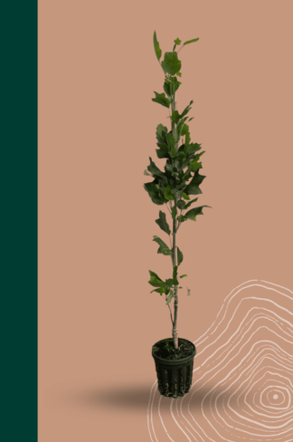 Kleiner Säulen-Tulpenbaum 'Fastigiatum' | Liriodendron tulipifera 'Fastigiatum' Kleiner Säulen-Tulpenbaum 'Fastigiatum' | Liriodendron tulipifera 'Fastigiatum'