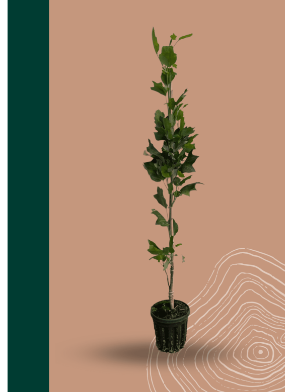 Kleiner Säulen-Tulpenbaum 'Fastigiatum' | Liriodendron tulipifera 'Fastigiatum' Kleiner Säulen-Tulpenbaum 'Fastigiatum' | Liriodendron tulipifera 'Fastigiatum'