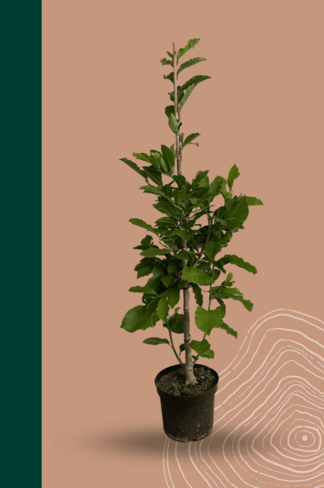 Kleiner Kobushi-Magnolie | Magnolia kobus Kleiner Kobushi-Magnolie | Magnolia kobus