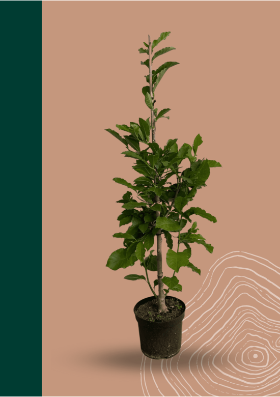 Kobushi Magnolie | Magnolia kobus