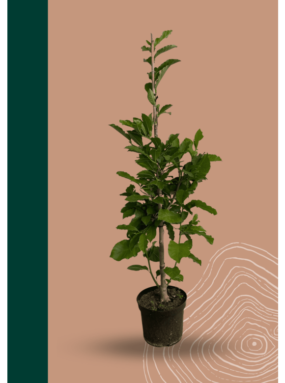 Kobushi-Magnolie - Baum-Magnolie | Magnolia kobus Kobushi-Magnolie - Baum-Magnolie | Magnolia kobus