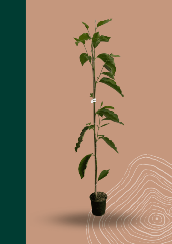 Kleiner Tulpenmagnolie | Magnolia soulangeana