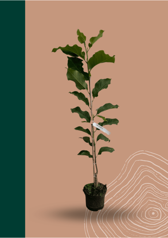 Kleiner Rotblütige Magnolie 'Spectrum' | Magnolia 'Spectrum'