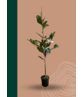 Kleiner Stern-Magnolie 'Royal Star' | Magnolia stellata 'Royal Star' Kleiner Stern-Magnolie 'Royal Star' | Magnolia stellata 'Royal Star'