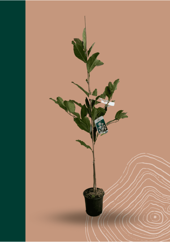 Stermagnolie | Magnolia stellata 'Royal Star'