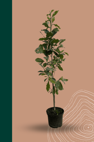 Kleiner Purpur-Magnolie 'Susan' | Magnolia liliiflora 'Susan' Kleiner Purpur-Magnolie 'Susan' | Magnolia liliiflora 'Susan'