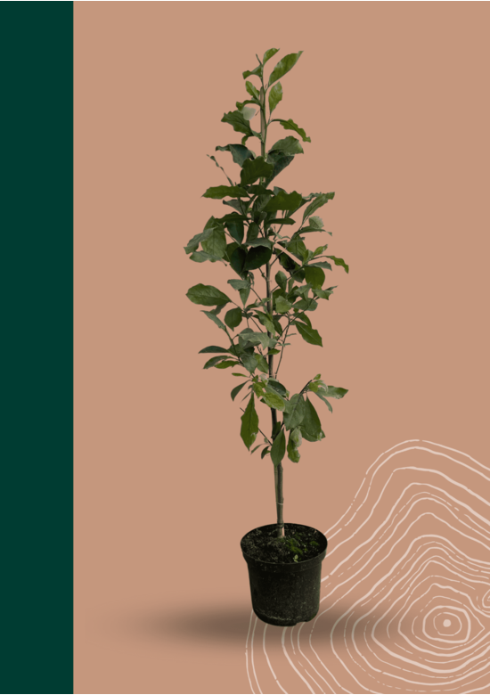 Kleiner Purpur-Magnolie 'Susan' | Magnolia liliiflora 'Susan'