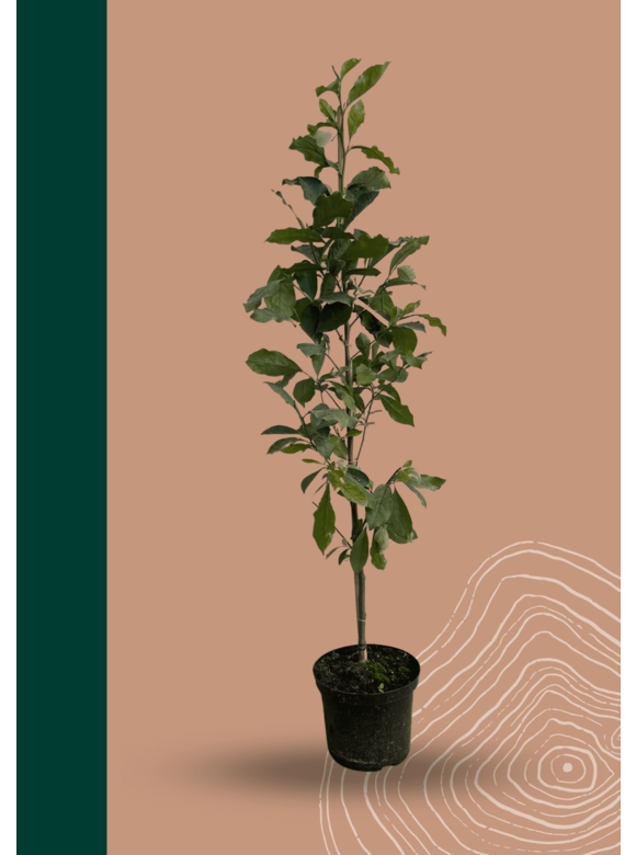 Kleiner Purpur-Magnolie 'Susan' | Magnolia liliiflora 'Susan' Kleiner Purpur-Magnolie 'Susan' | Magnolia liliiflora 'Susan'