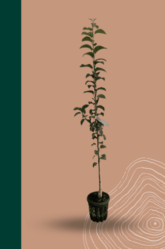 Kleiner Zierapfel 'Evereste' | Malus 'Evereste'