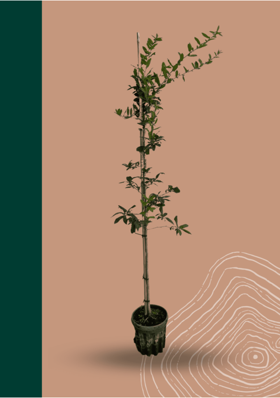 Kleiner Kurpfalzmispel | Mespilus germanica