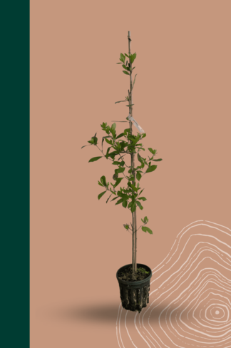 Kleiner Wald-Tupelobaum | Nyssa sylvatica