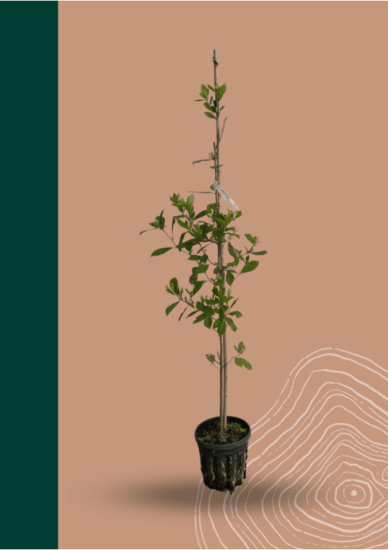 Kleiner Wald-Tupelobaum | Nyssa sylvatica