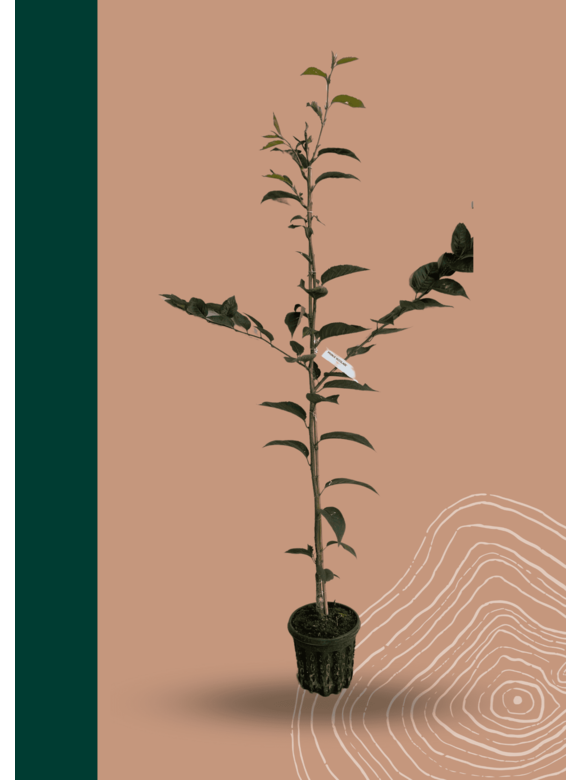 Kleiner Zierkirsche 'Accolade' | Prunus 'Accolade' Kleiner Zierkirsche 'Accolade' | Prunus 'Accolade'