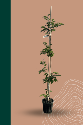 Kleiner Rosa Winterkirsche 'Autumnalis Rosea' | Prunus subhirtella 'Autumnalis Rosea' Kleiner Rosa Winterkirsche 'Autumnalis Rosea' | Prunus subhirtella 'Autumnalis Rosea'