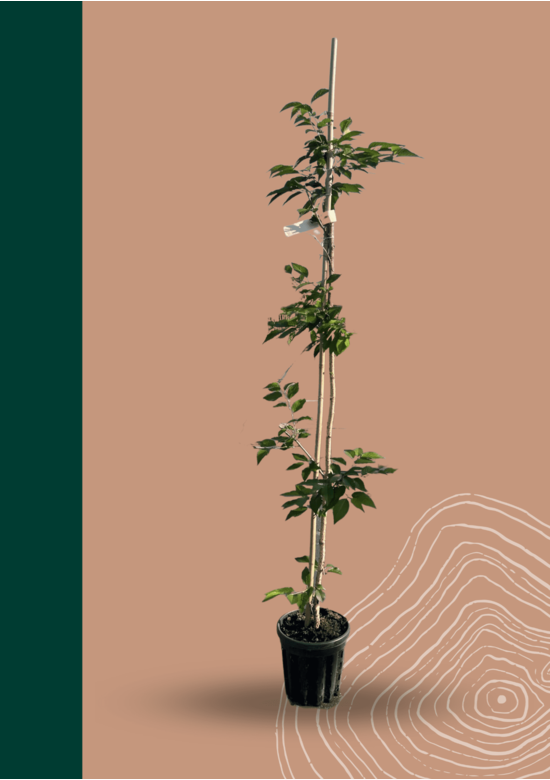 Kleiner Rosa Winterkirsche 'Autumnalis Rosea' | Prunus subhirtella 'Autumnalis Rosea'