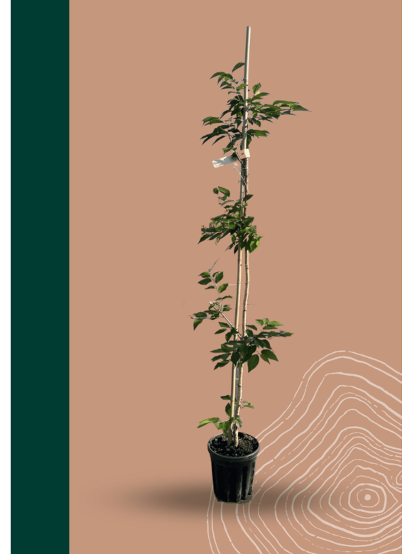 Rosa Winterkirsche 'Autumnalis Rosea' | Prunus subhirtella 'Autumnalis Rosea' Rosa Winterkirsche 'Autumnalis Rosea' | Prunus subhirtella 'Autumnalis Rosea'