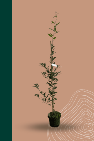 Kleiner Spanische Eiche 'Waasland' | Quercus hispanica 'Waasland' Kleiner Spanische Eiche 'Waasland' | Quercus hispanica 'Waasland'
