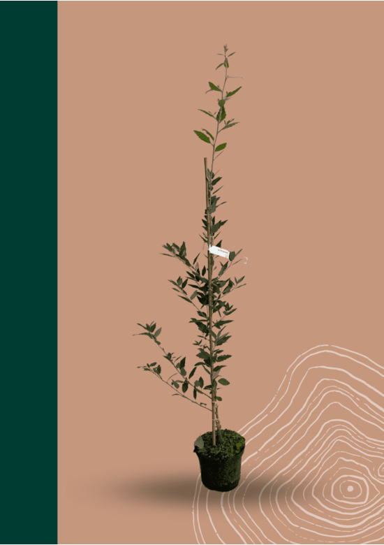 Spanische Eiche 'Waasland' | Quercus hispanica 'Waasland'