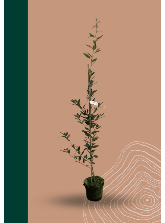 Spanische Eiche 'Waasland' | Quercus hispanica 'Waasland' Spanische Eiche 'Waasland' | Quercus hispanica 'Waasland'