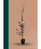 Spanische Eiche 'Waasland' | Quercus hispanica 'Waasland' Spanische Eiche 'Waasland' | Quercus hispanica 'Waasland'