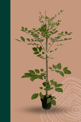 Kleiner Bienenbaum - Tausendblütenstrauch | Tetradium daniellii - Euodia daniellii Kleiner Bienenbaum - Tausendblütenstrauch | Tetradium daniellii - Euodia daniellii