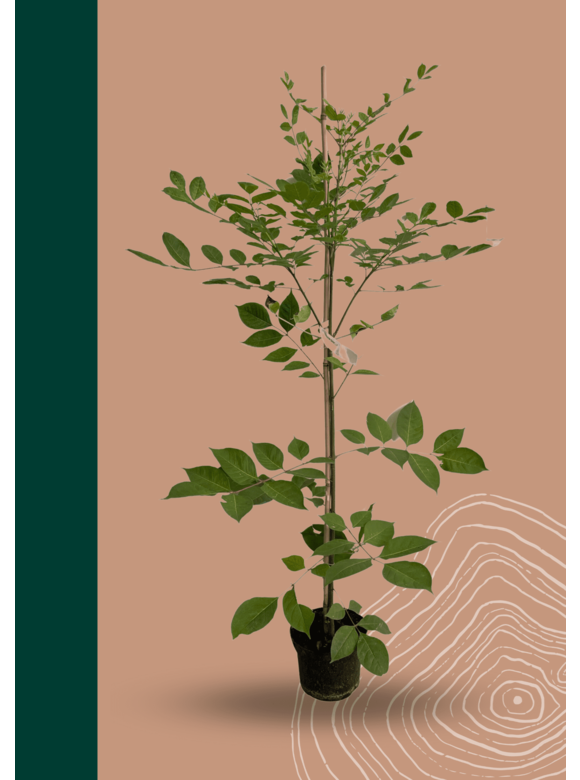 Kleiner Bienenbaum - Tausendblütenstrauch | Tetradium daniellii - Euodia daniellii Kleiner Bienenbaum - Tausendblütenstrauch | Tetradium daniellii - Euodia daniellii