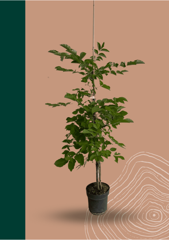 Bienenbaum | Tetradium daniellii - Euodia daniellii