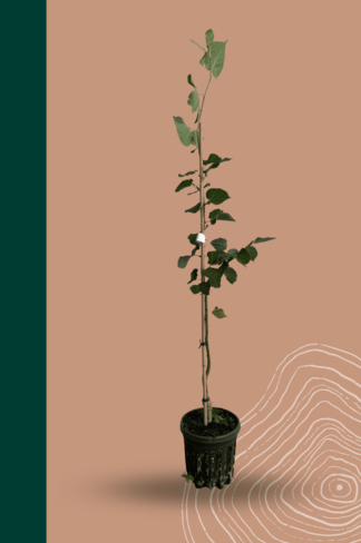 Kleiner Winterlinde 'Winter Orange' | Tilia cordata 'Winter Orange'