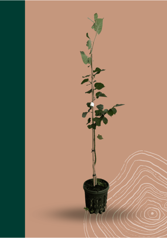 Kleiner Winterlinde 'Winter Orange' | Tilia cordata 'Winter Orange' Kleiner Winterlinde 'Winter Orange' | Tilia cordata 'Winter Orange'