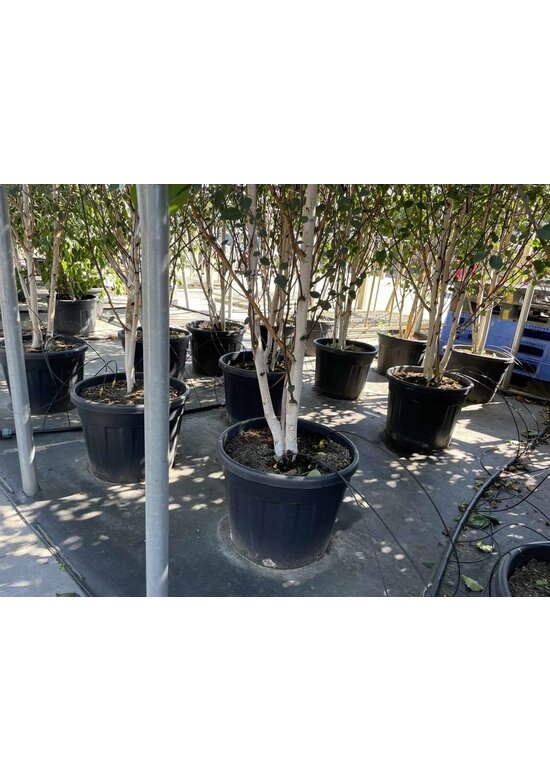 Himalaya-Birke mehrstämmig | Betula utilis 'Jacquemontii'