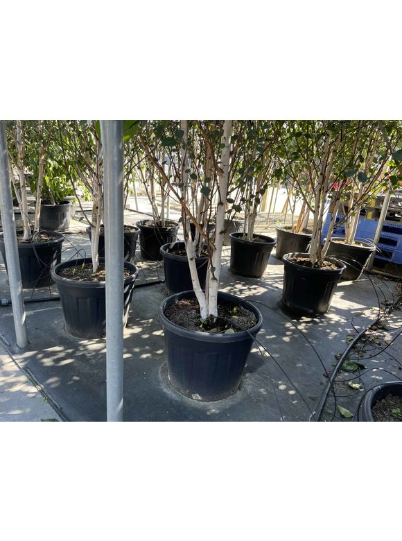 Himalaya-Birke - Weißrindige Himalaja-Birke 'Jacquemontii' - Mehrstämmig | Betula utilis 'Jacquemontii' Himalaya-Birke - Weißrindige Himalaja-Birke 'Jacquemontii' - Mehrstämmig | Betula utilis 'Jacquemontii'